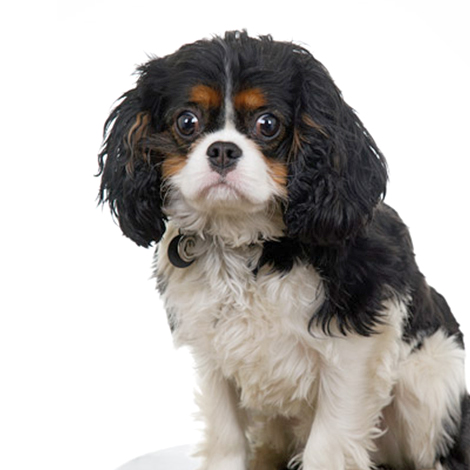 Headshot of Tucker, tri-color Cavalier King Charles dog, Harold's Photo