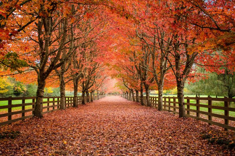 Tree-lined pathway covered in red and orange leaves during fall