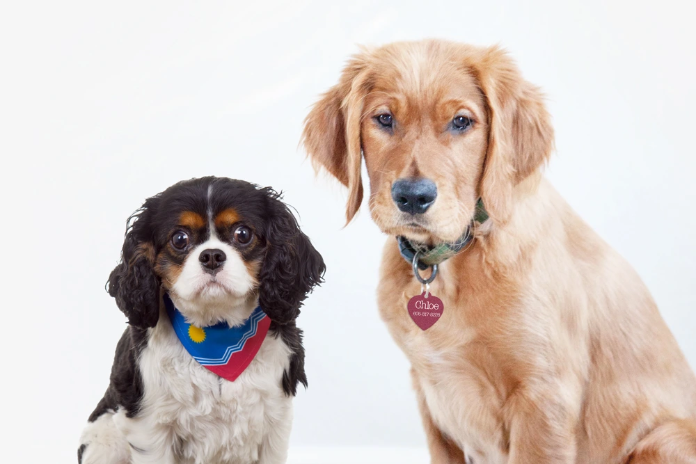 Dogs wearing a personalized bandana and pet tag