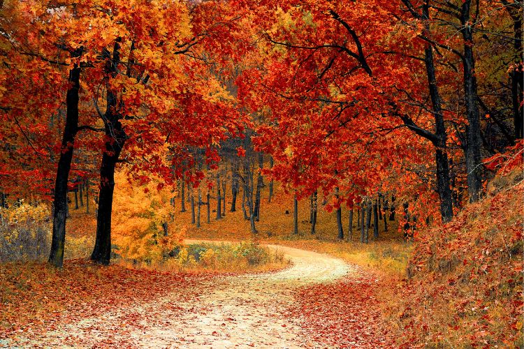 Curved trail through forest with vibrant red and orange fall foliage