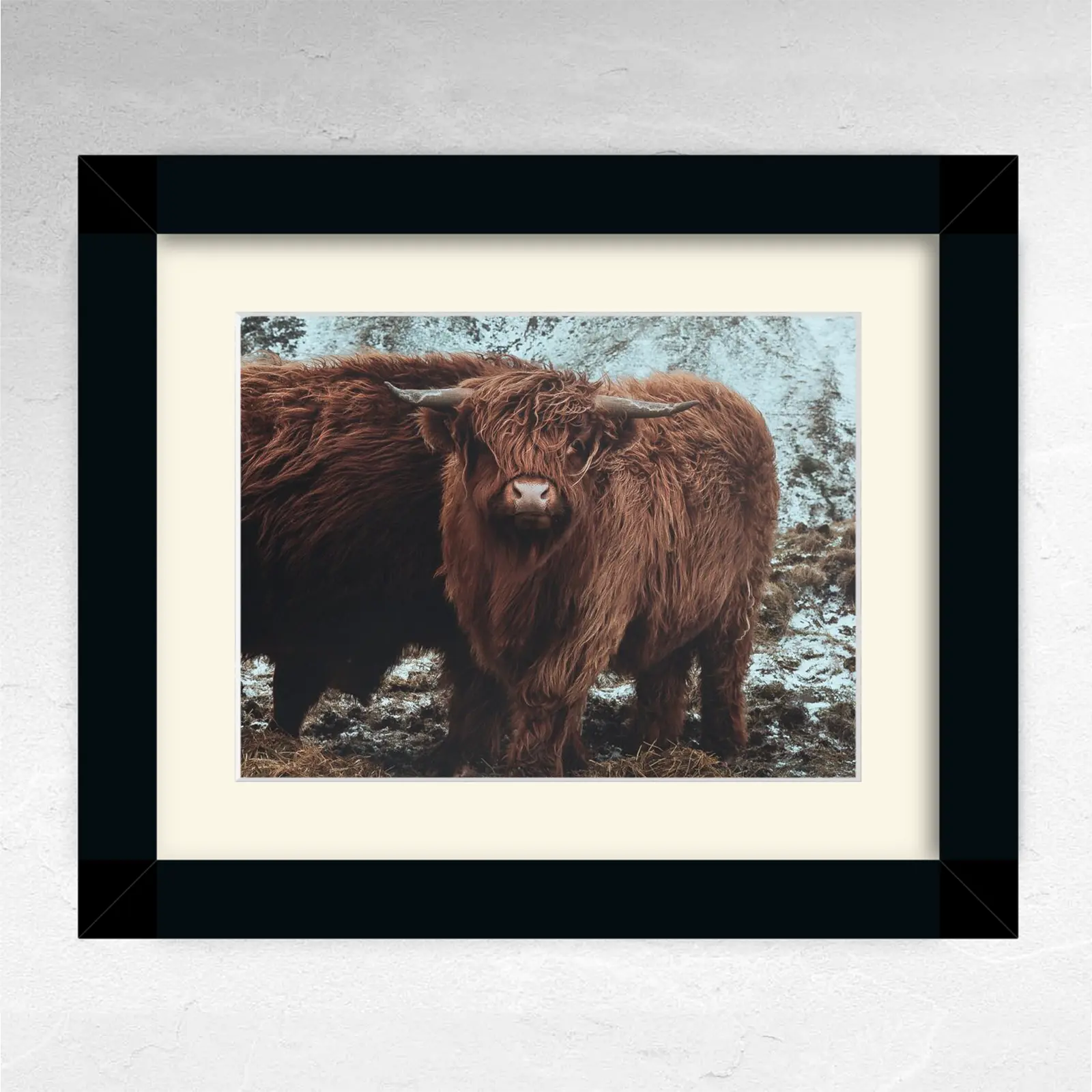 Framed photograph of a Highland cow with shaggy brown fur standing outdoors in a snowy field, displayed in a black frame with a cream mat on a light textured wall.