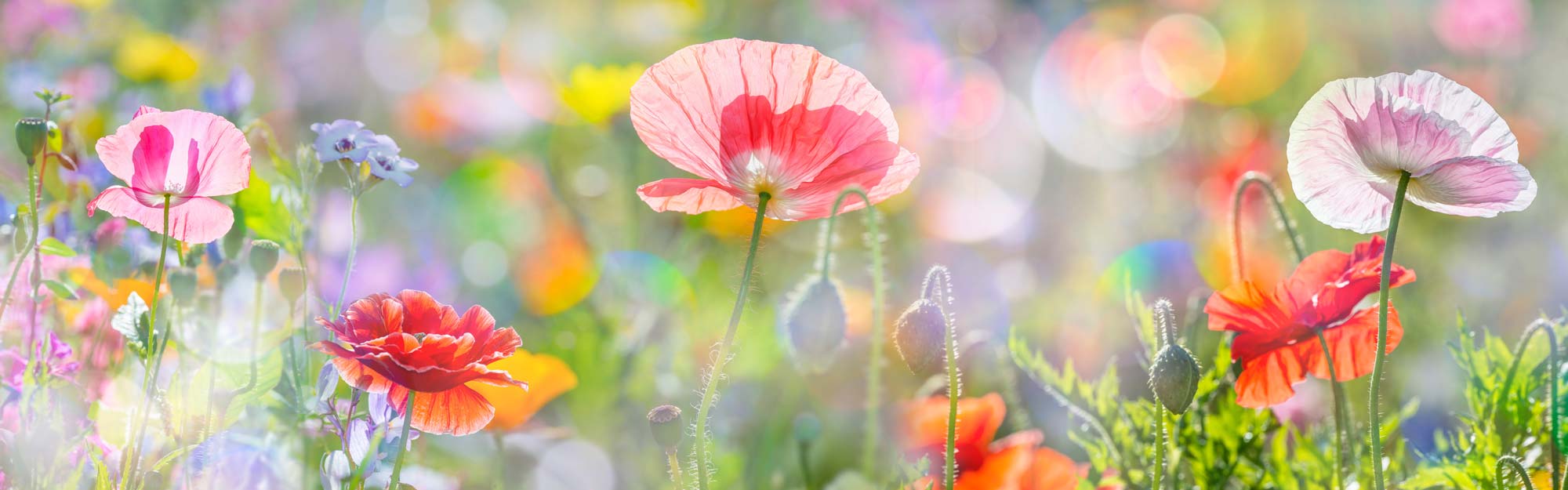 Summer flower photography