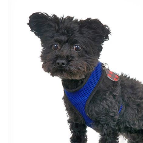 Headshot of Gizmo, black dog, Harold's Photo