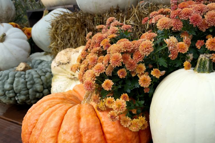 Close-up of pumpkins and orange mums arranged with hay bales
