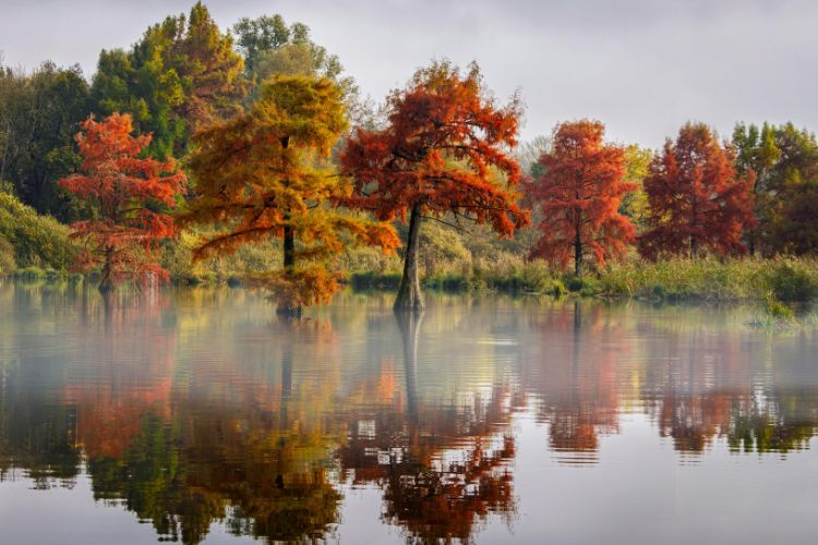 Row of autumn trees reflected in calm lake with morning mist