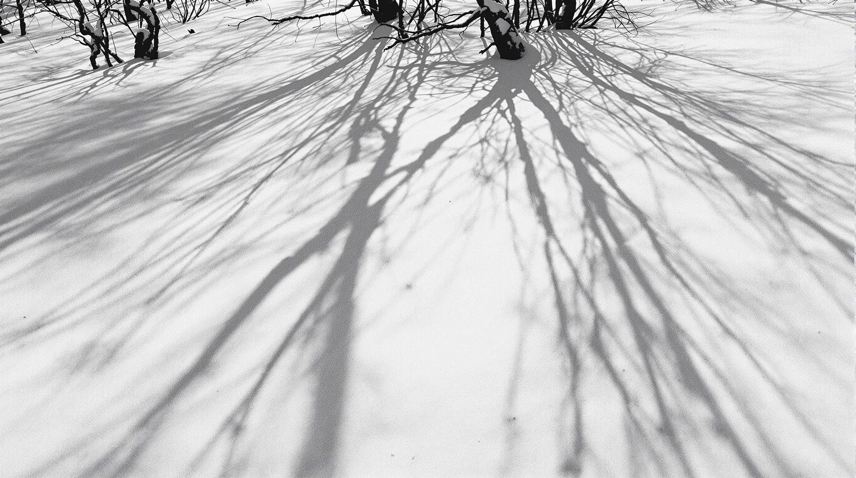 A dramatic black and white film photograph of a snow-covered landscape with stark bare trees creating graphic shadows across pristine snow. Snow gently falling in the foreground captures light. Shot on Ilford HP5 with visible film grain texture and high co