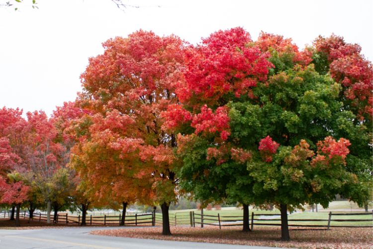 Row of trees with red, orange, and green leaves along a fence in fall