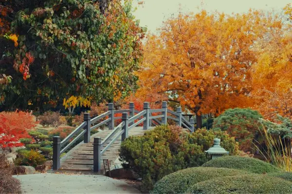Wooden bridge in Japanese garden with golden fall foliage